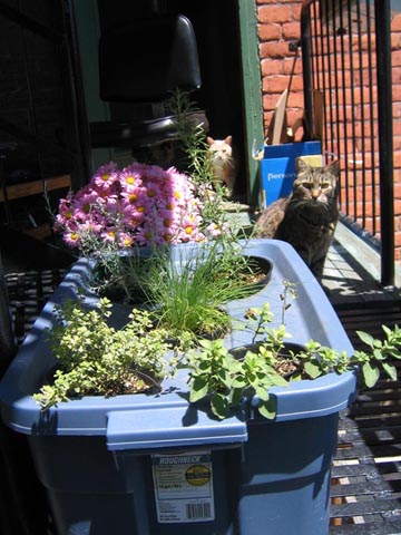 Herbs and flowers